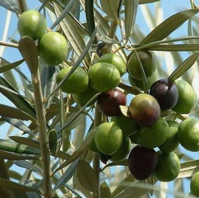 Olea europaea L. var. europaea - Oliveira, Azeitona, Oliveira Selvagem