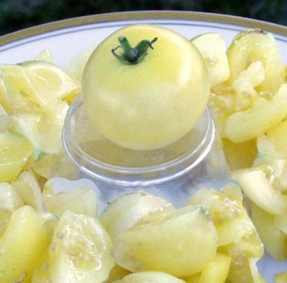 Solanum lycopersicon Berry Snow White Cherry (Certificação Orgânica) - Tomate Cereja Branca de Neve, Tomate Cereja Marfi