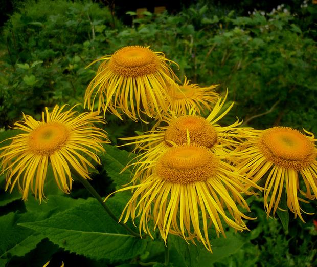 Inula magnifica 'Sonnenstrahl' - Inula gigante, Inula sonnenstrahl, Inula magnifica "Raio de Sol", Margarida giga