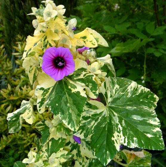 Lavatera arborea Variegata - Flor do Bispo, Lavaterra. Malva Real Arbórea, Lavatera Variegata