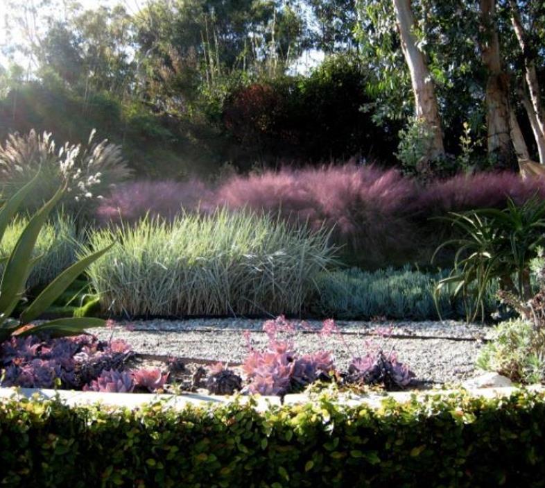 Muhlenbergia capillaris - Grama Rosa Ornamental, Grama Rosa, Muhlygrass, Mulhy Pink Grass, Sweetgrass