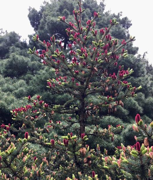 Picea jezoensis - Pinheiro abeto Jezo