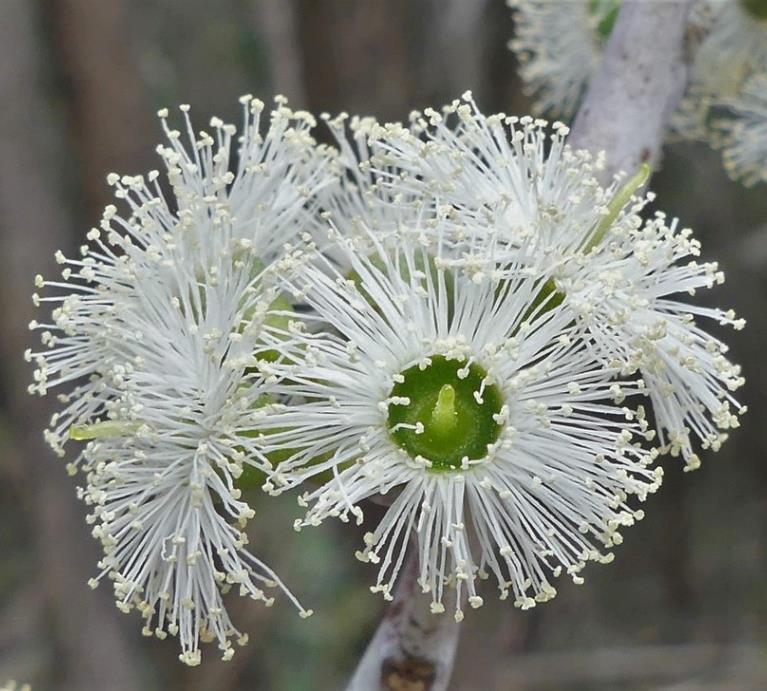 Eucalyptus delegatensis - Eucalipto Gigante, Eucalipto Carvalho da Tasmânia, Eucalipto Goma-Top Madeira Fo