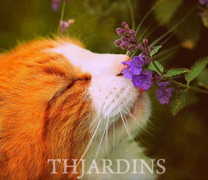 Nepeta cataria - Bálsamo do Campo, Erva dos Gatos, Catnip, Catmint