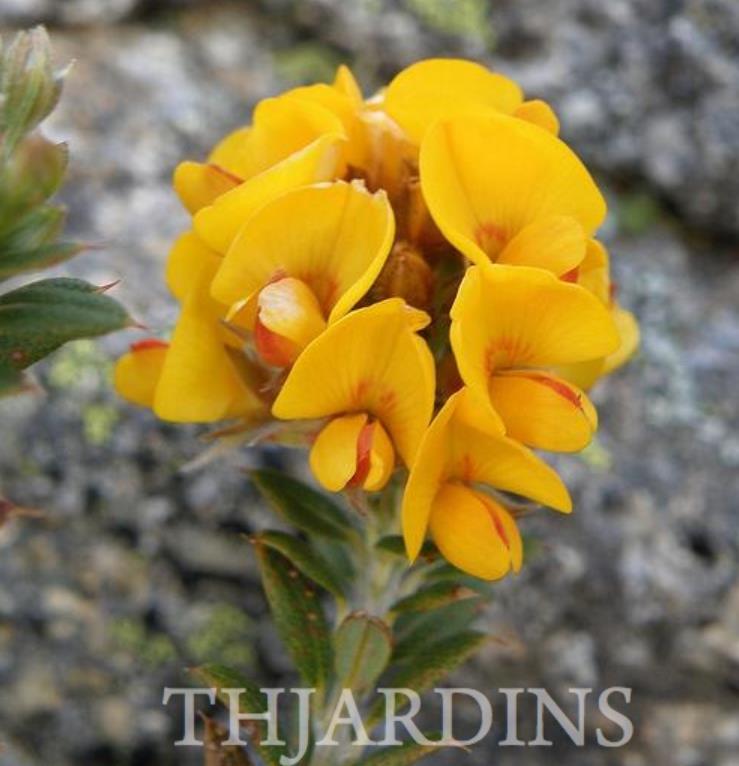 Oxylobium ellipticum - Alecrim Dourado, Golden Shaggy Pea