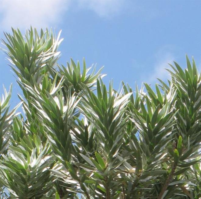 Leucadendron argenteum - Protea Árvore de Prata, Silver Tree, Leucadendron Prata