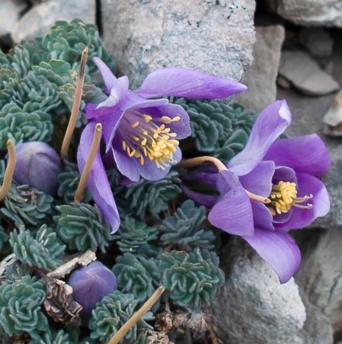 Aquilegia jonessi x Aquilegia saximontana - Aquilegia Diamante Azul, Rosa Columbina Diamante Azul