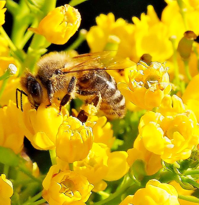 Mahonia aquifolium - Uva do Oregon, Berberis do Oregon