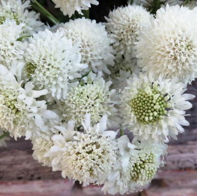 Scabiosa atropurpurea Snowmaiden - Doce Escabiosa "Flor Branca", Escabiosa dos Jardins, Flor da Saudade