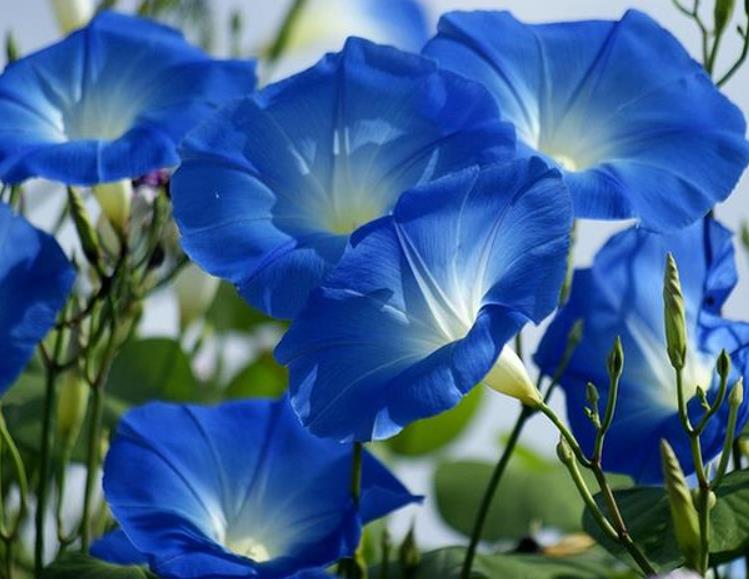 Ipomoea tricolor - Trepadeira Glória da manhã, Morning glory, Corda de viola, Campainha, Tililtzin,