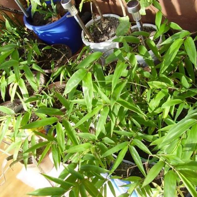 Bambusa bambos (Bambusa arundinacea) - Bambu Indiano, Bambu Gigante, Giant Thorny Bamboo