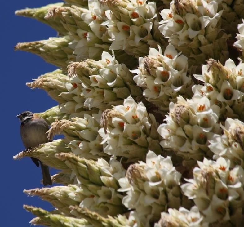 Puya raimondii (maior bromélia do mundo) - Bromélia Gigante, Rainha das Bromélias, Rainha dos Andes