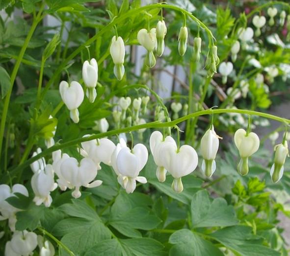 Dicentra spectabilis Alba (Lamprocapnos spectabilis Alba) - Coração Sangrento Branco