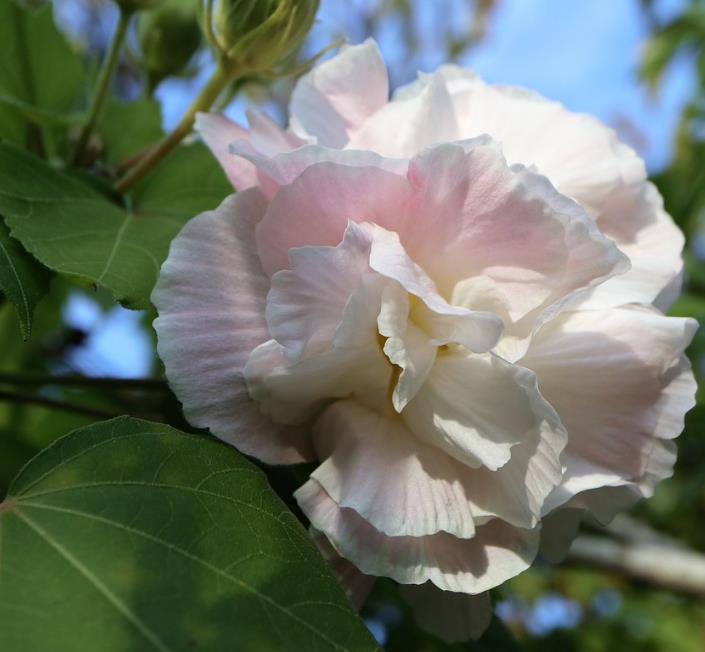 Hibiscus mutabilis - Rosa Confederada, Rosa Louca, Mimo de Vênus, Dixie Rosemalow