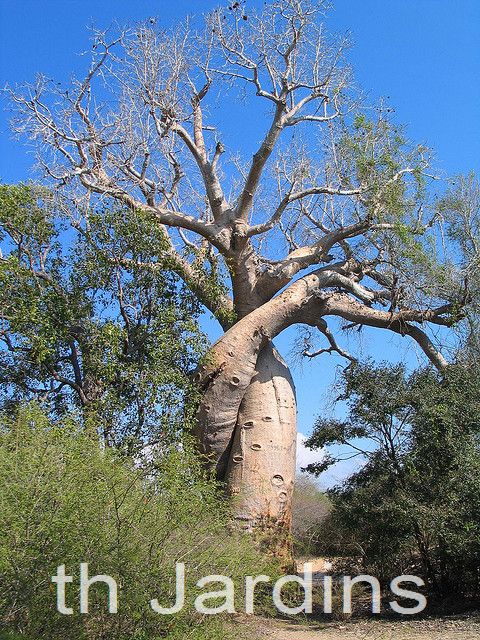 Adansonia rubrostipa - Baobá fony