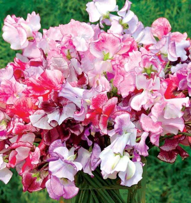 Lathyrus odoratus 'Ripple Mixed' - Ervilha Doce Ripple 'Seleção Premium', Ervilha Doce 'Super Perfumada' Mix