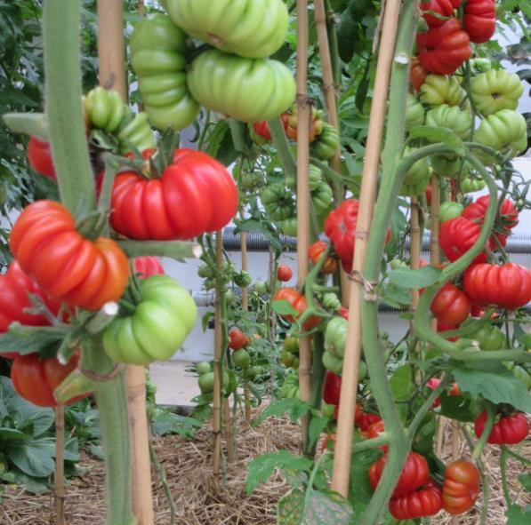 Solanum lycopersicon Costoluto genovese (Orgânico) -  Tomate Costoluto Fiorentino