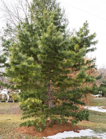 Pinus tabuliformis - Pinheiro vermelho Manchuriano, Pinheiro Chinês do Sul, Pinheiro vermelho Chinês