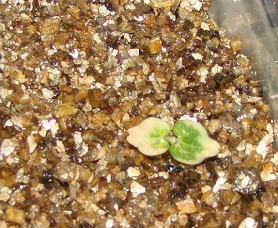 Lavatera arborea Variegata - Flor do Bispo, Lavaterra. Malva Real Arbórea, Lavatera Variegata