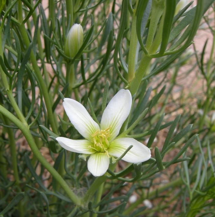 Peganum harmala - Arruda Síria, Arruda Selvagem, Harmal, Arruda Africana
