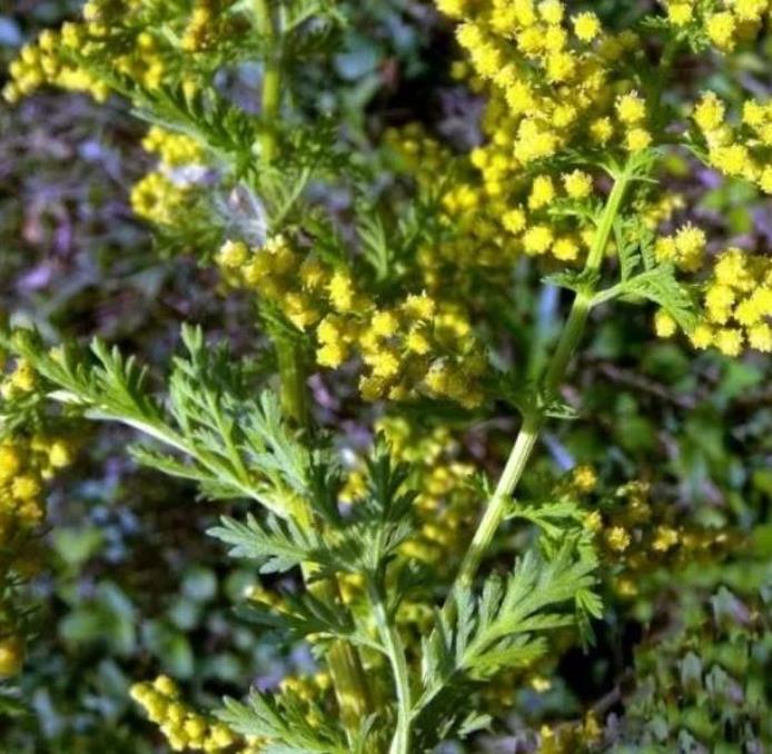 Artemisia annua - Artemisia Doce, Artemisia Antimalárica, Erva Mágica, Chinese Wormwood, Qing Hao