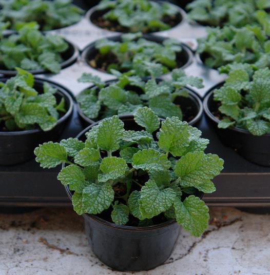 Marrubium vulgare - Marroio, Marroio branco, Hortelã de folha grossa, Hortelã do Maranhão, Incenso